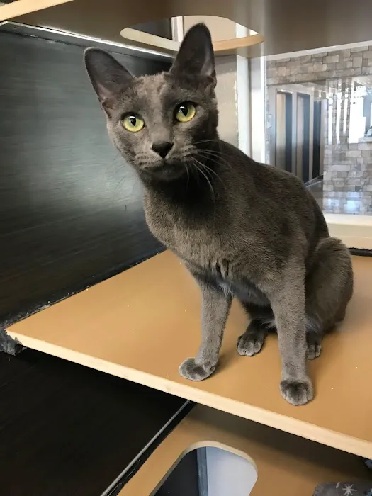 Tempe Lake Veterinary Clinic & Pet Resort Picture 5