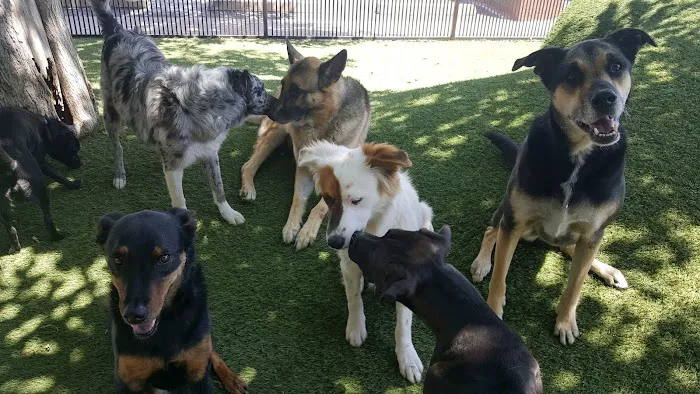 Tempe Lake Veterinary Clinic & Pet Resort Picture 7