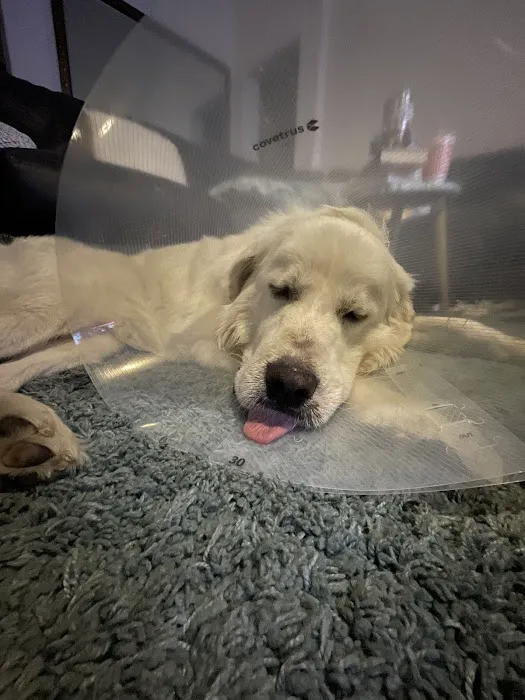 Arizona Spay & Neuter Clinic Your Low Cost Vet of Scottsdale Picture 8