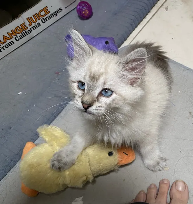 Arizona Spay & Neuter Clinic Your Low Cost Vet of Scottsdale Picture 5