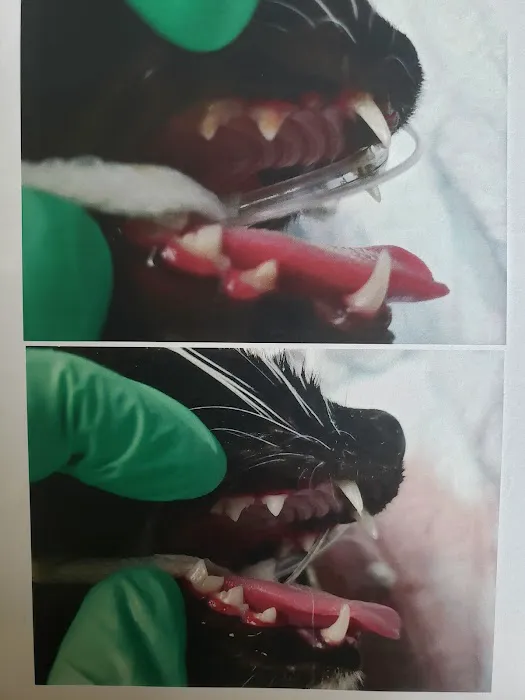 Scottsdale Veterinary Clinic Dental & Surgery Center Picture 1
