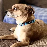 The Scottsdale Veterinary Clinic ico