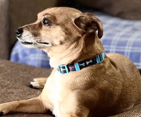 The Scottsdale Veterinary Clinic