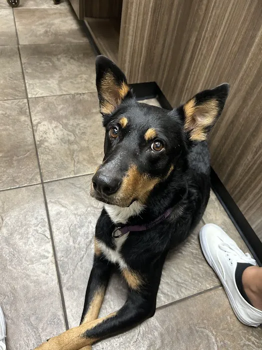 The Scottsdale Veterinary Clinic Picture 6