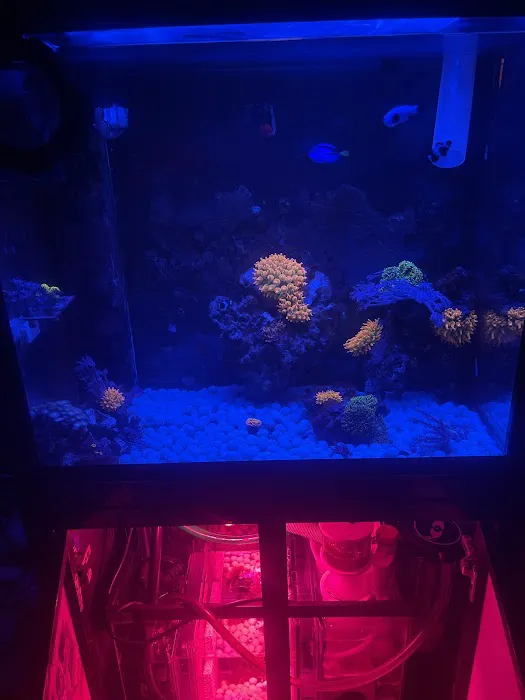 theaquariumservice.com Picture 6
