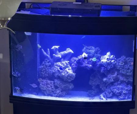 theaquariumservice.com