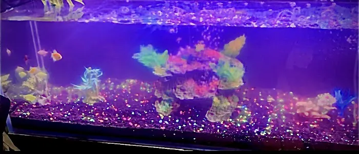 theaquariumservice.com Picture 7