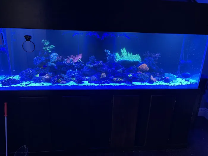 theaquariumservice.com Picture 10