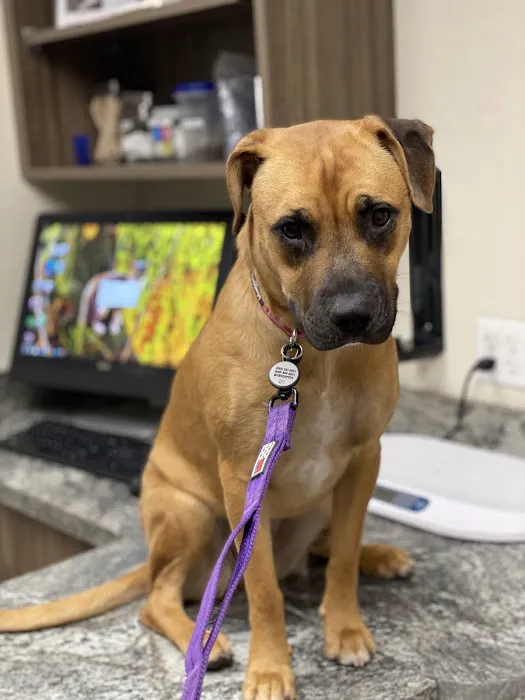 24 Hour Emergency Vet Picture 1