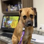 24 Hour Emergency Vet