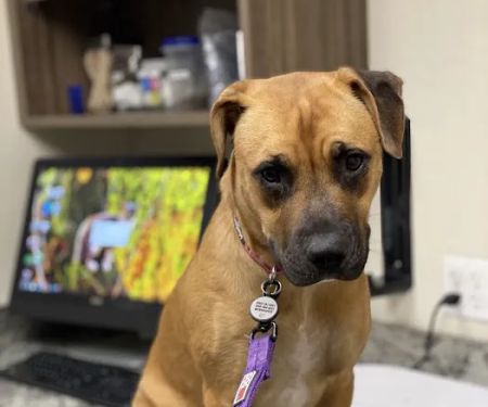 24 Hour Emergency Vet