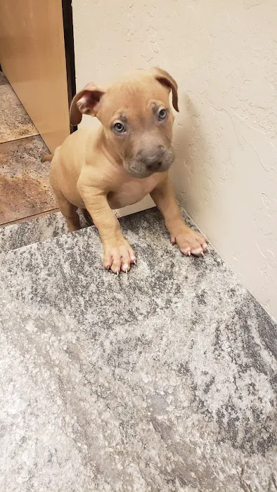 24 Hour Emergency Vet Picture 4