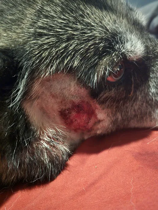24 Hour Emergency Vet Picture 5