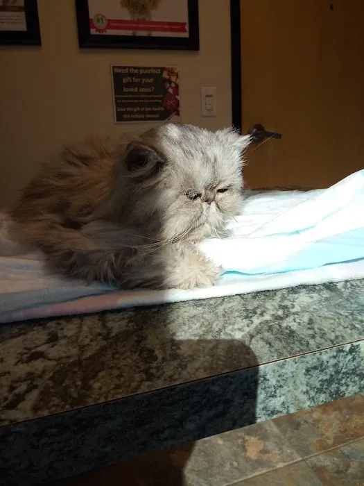 24 Hour Emergency Vet Picture 8