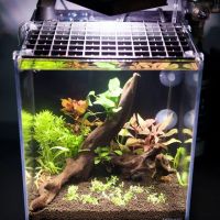 Lifegard Aquatics ico