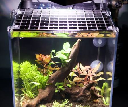 Lifegard Aquatics