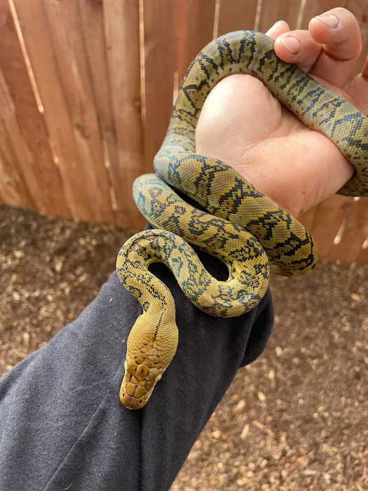 REPTILE FACTORY Picture 3