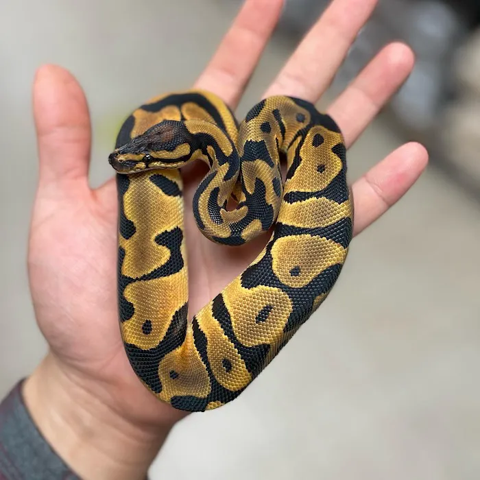 REPTILE FACTORY Picture 4