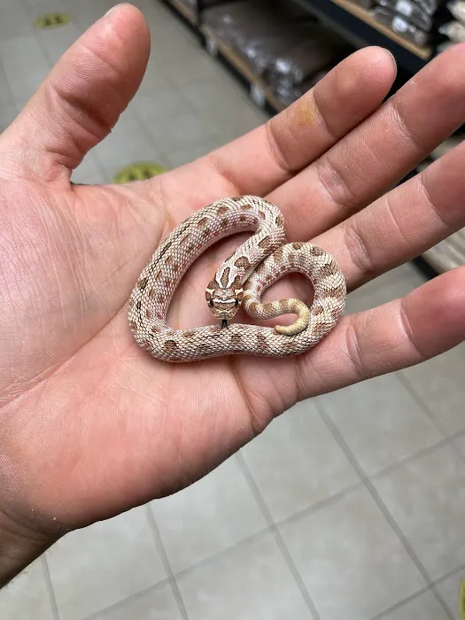 REPTILE FACTORY Picture 2