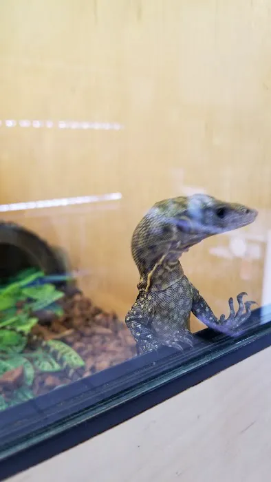 REPTILE FACTORY Picture 5