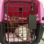 Hayden Road Animal Hospital