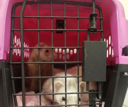 Hayden Road Animal Hospital