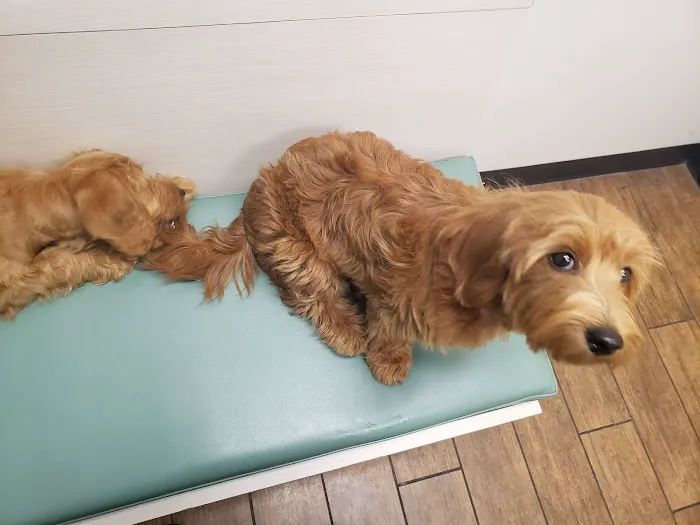 Hayden Road Animal Hospital Picture 4