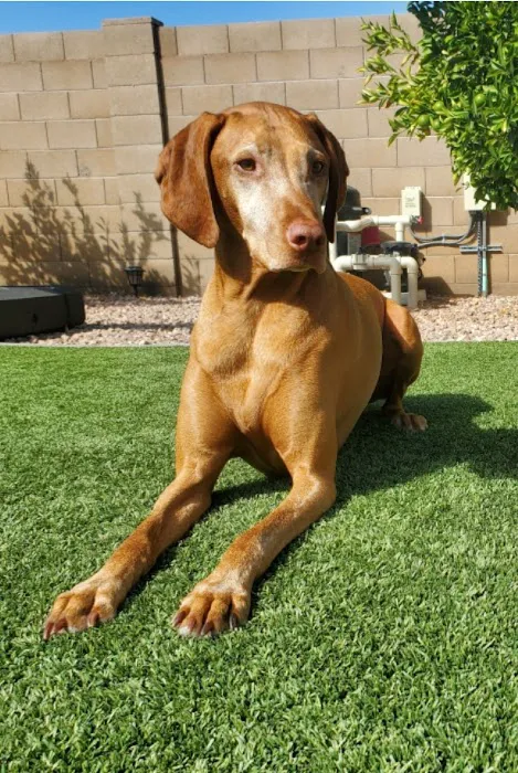 Hayden Road Animal Hospital Picture 8