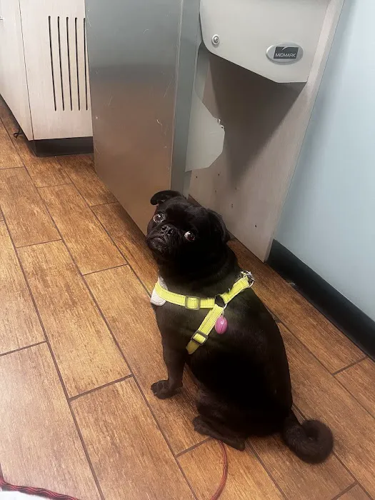 Hayden Road Animal Hospital Picture 7