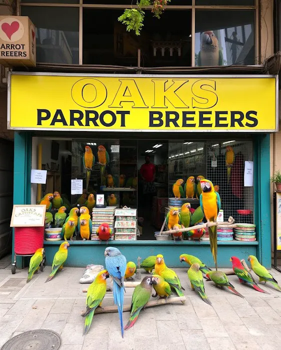 Parrots for sale in USA Picture 1