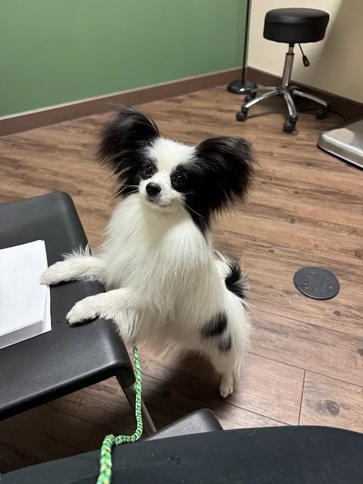 Dermatology for Animals - Scottsdale Picture 1