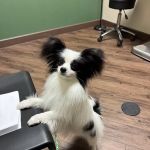Dermatology for Animals - Scottsdale