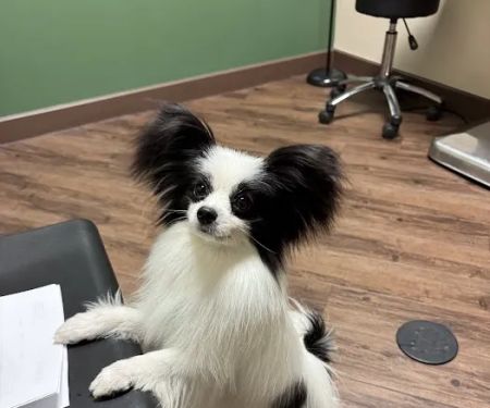 Dermatology for Animals - Scottsdale
