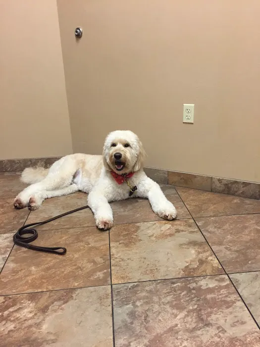 Dermatology for Animals - Scottsdale Picture 5