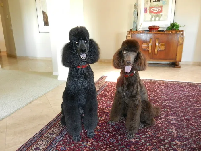 Dermatology for Animals - Scottsdale Picture 4