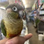 Villa's Pet Shop