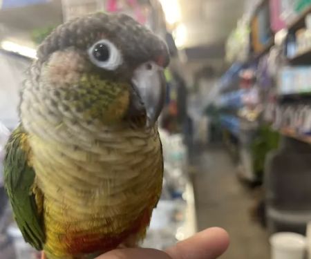 Villa's Pet Shop