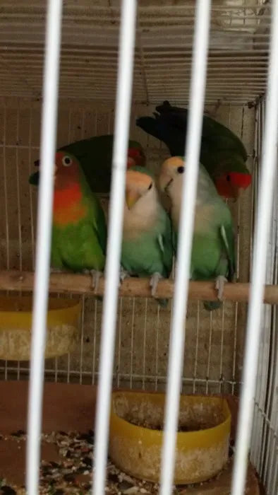 Villa's Pet Shop Picture 4