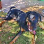 Banfield Pet Hospital