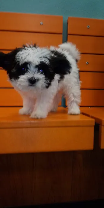 Banfield Pet Hospital Picture 4