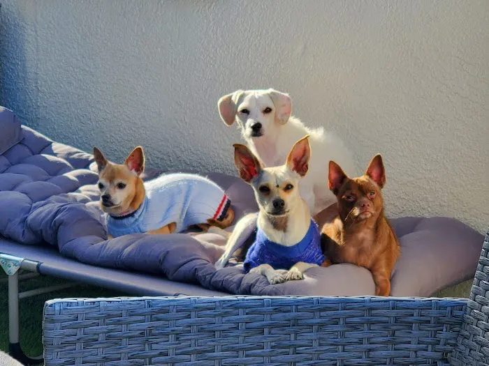 Cactus Pet Hospital LLC Picture 4
