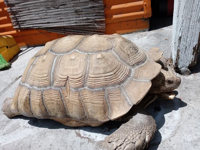 Rainbow Reptile Store Picture 6