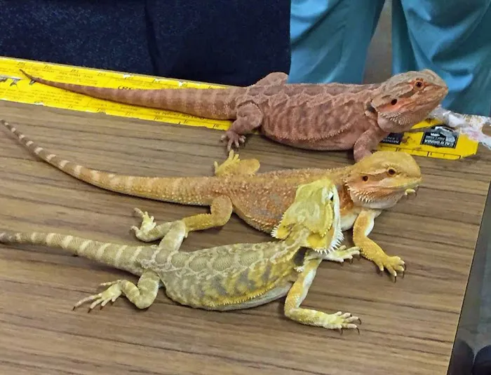 Rainbow Reptile Store Picture 10