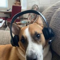 43rd Avenue Animal Hospital ico