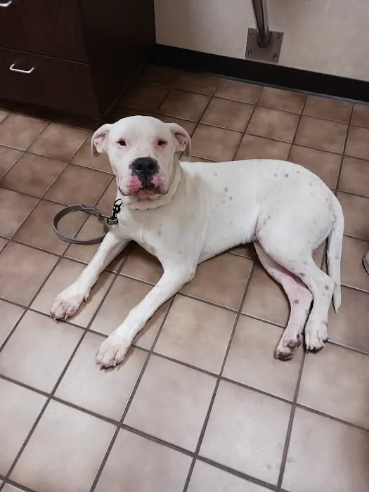 43rd Avenue Animal Hospital Picture 4