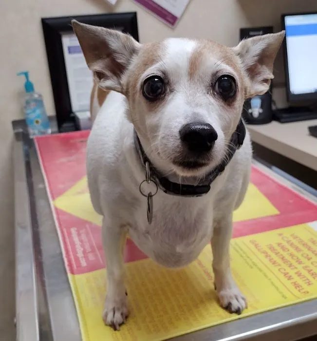 43rd Avenue Animal Hospital Picture 5