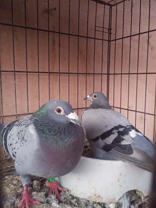 Velocitypigeons racing pigeons for sale Picture 2