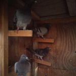 Velocitypigeons racing pigeons for sale
