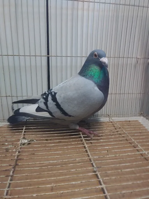 Velocitypigeons racing pigeons for sale Picture 3