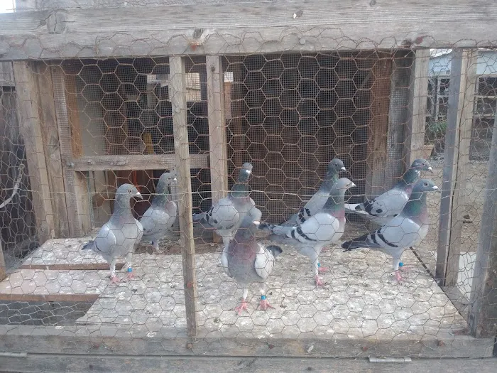 Velocitypigeons racing pigeons for sale Picture 8